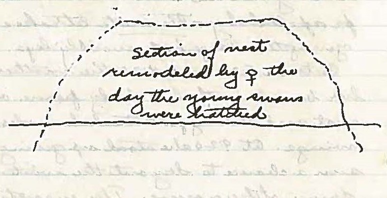 Handwritten field notes with a simple sketch of a swan nest
