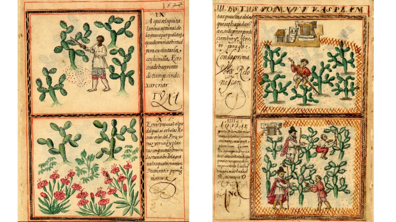 two manuscript pages depicting visually people harvesting cochineal in mexico