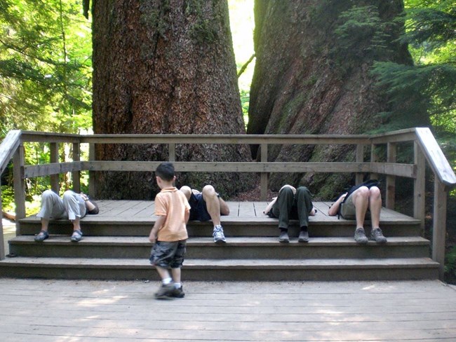Visitors lie on a platform looking up at twin ancient Douglas-fir trees.