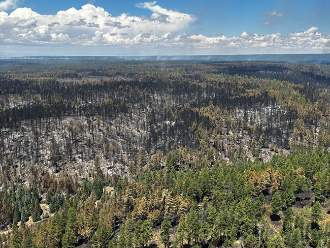 An aerial image showing a mixture of trees standing and dead as a result of the fire
