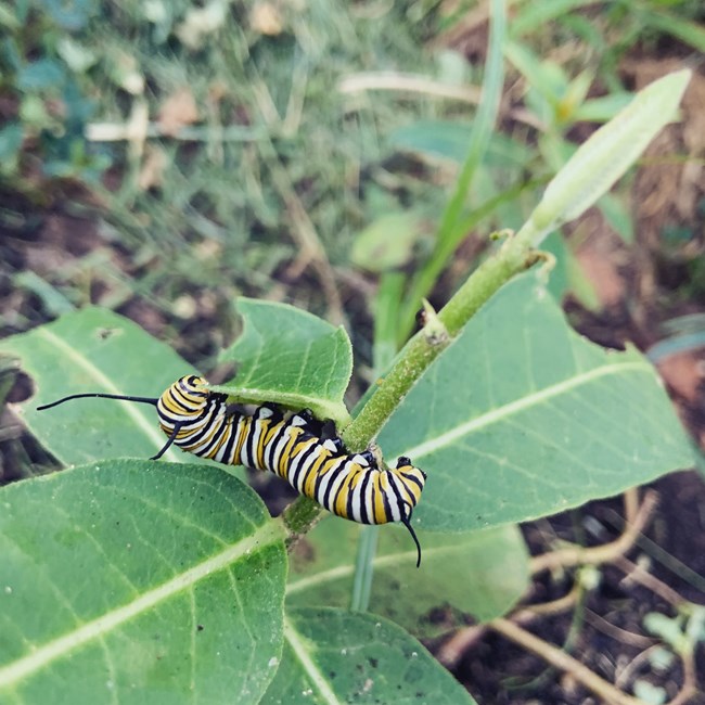 A black, yellow, and white-striped monarch caterpillar munches on a milkweed leaf.