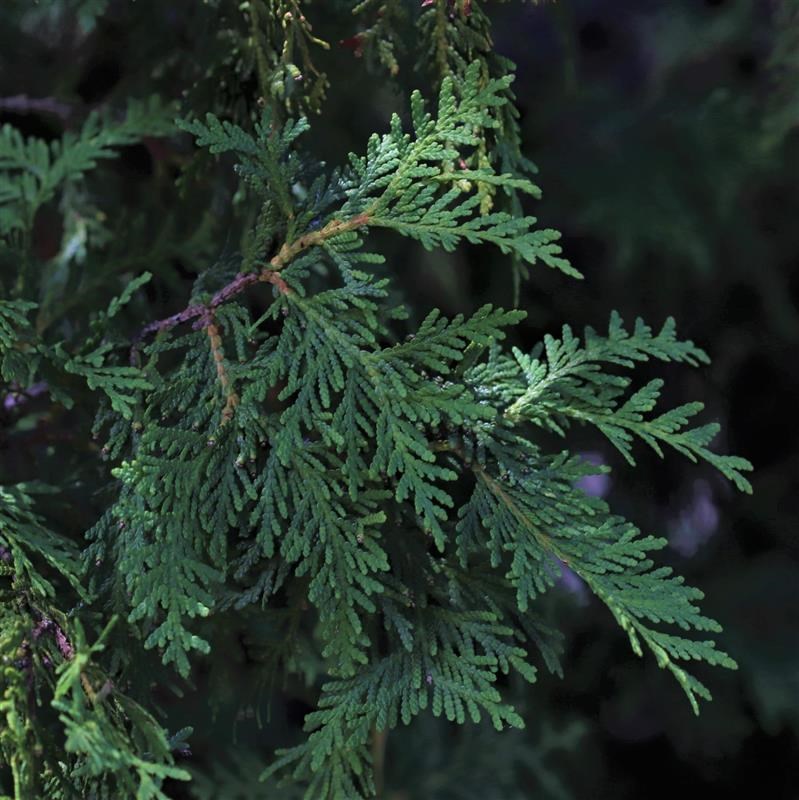 Eastern Red Cedar (U.S. National Park Service)