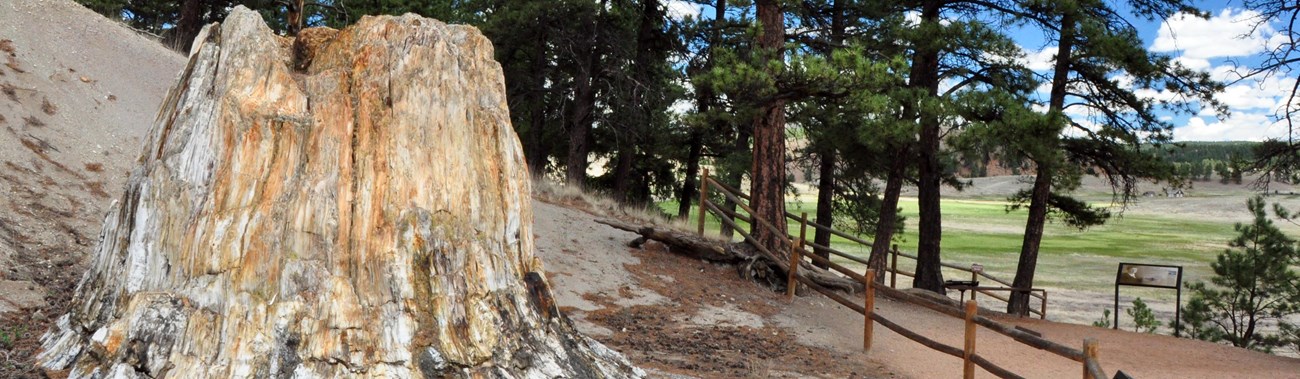 mountain valley and petrified tree stump