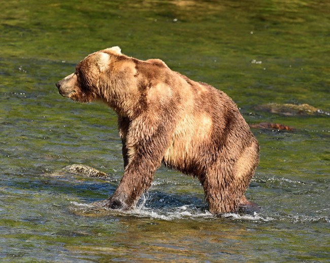 a skinny brown bear stands in a river