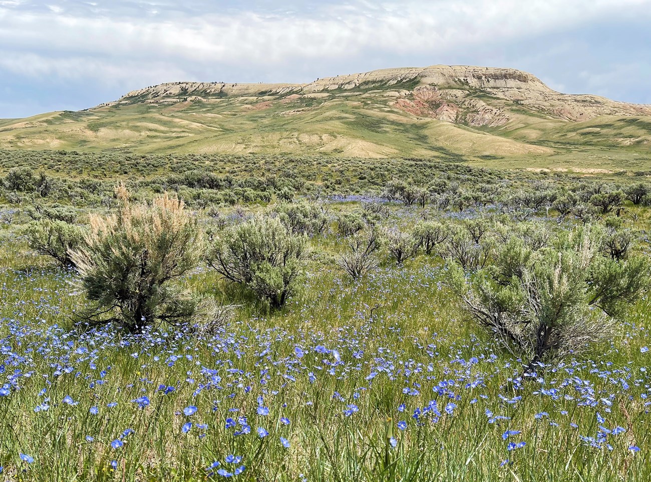 Fossil Butte with sagebrush and blue flax A flat-topped hill with steep sides in the background with sagebrush and blue flowers that grow on long stems in the foreground.