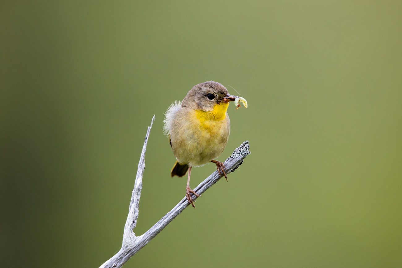 A yellow bellied songbird sits on a branch with a small worm in its beak A yellow bellied songbird sits on a branch with a small worm in its beak