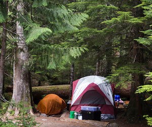 Camping at Cougar Rock A tent surrounded by tall conifer trees.