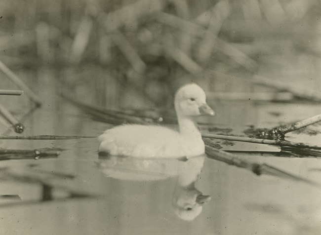 Black and white photo of a swan cyget