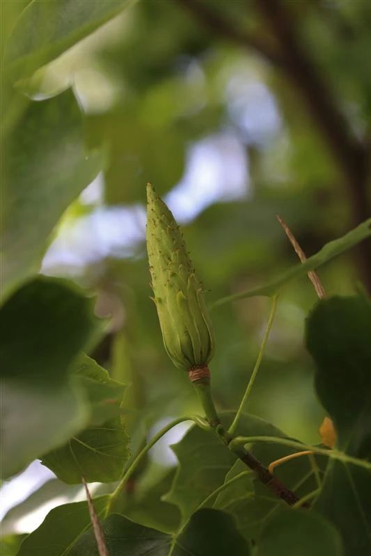 fruit of the Tuliptree green cone like fruit surrounded by Tuliptree leaves