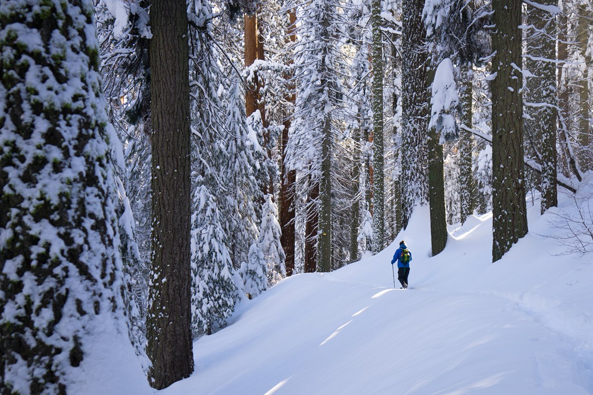 A hiker snowshoes on a steep trail through a forest, dappled sunlight and deep snow surround them