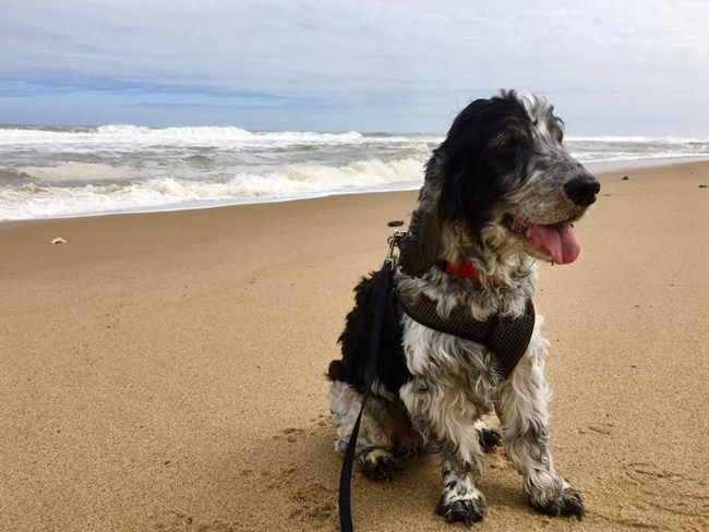 Black and white cocker spaniel sits on the beach.