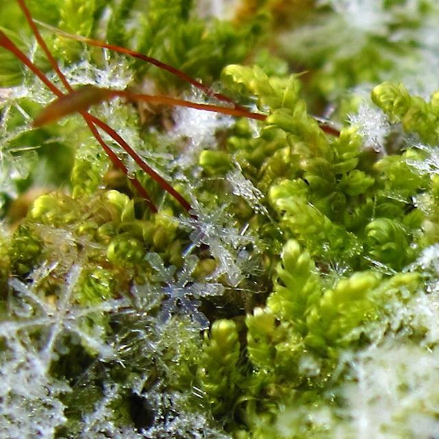 9442b2f45f834e7790ee827d9c3aed2cOriginal a close up look at snowflakes on plants