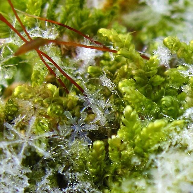 a close up look at snowflakes on plants