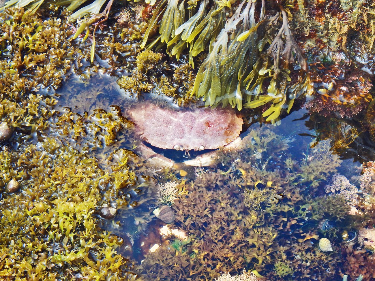 Jonah crab in the rocky intertidal Large reddish crab submerged in a tide pool and partly concealed by various kinds of algae.
