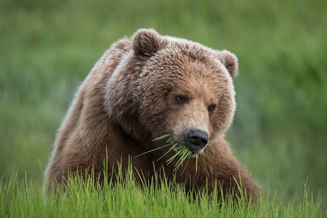A bear eating grass.