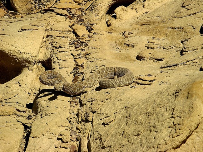 a prairie rattlesnake slithers across similarly-colored brown rocks with its head and tail curled