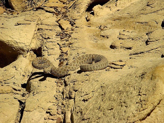 A Prairie Rattlesnake blends in with the color of the rock