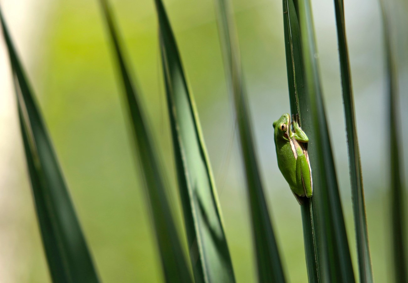 Green treefrog at Barataria Preserve Green treefrog on a palmetto