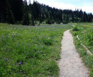 Colorful wildflowers fill a meadow next to a narrow dirt trail.