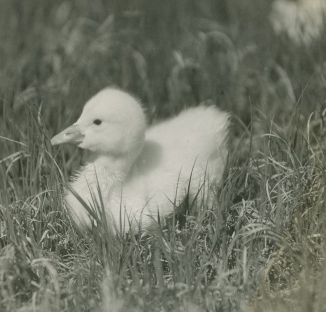 Black and white photo of a swan cygnet in the grass