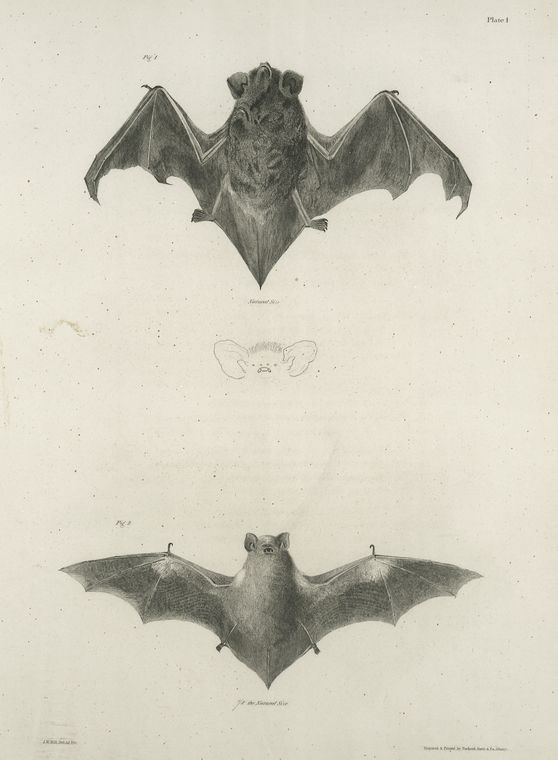 A Silver-haired (top) and Red Bat (bottom) from De Kay Natural History of New York (1842)