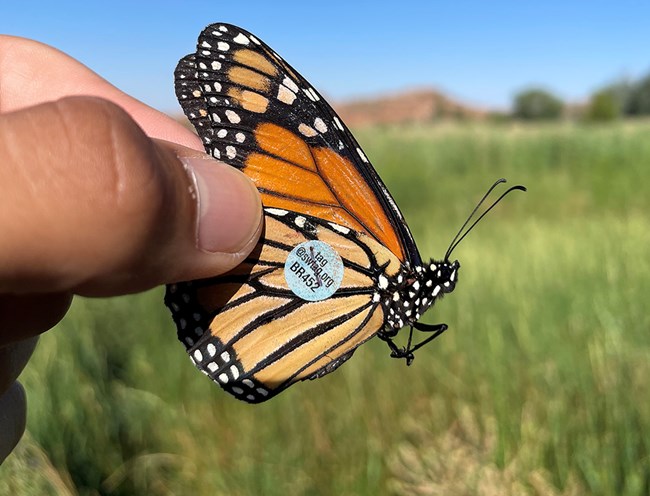 A hand holding a tagged monarch butterfly