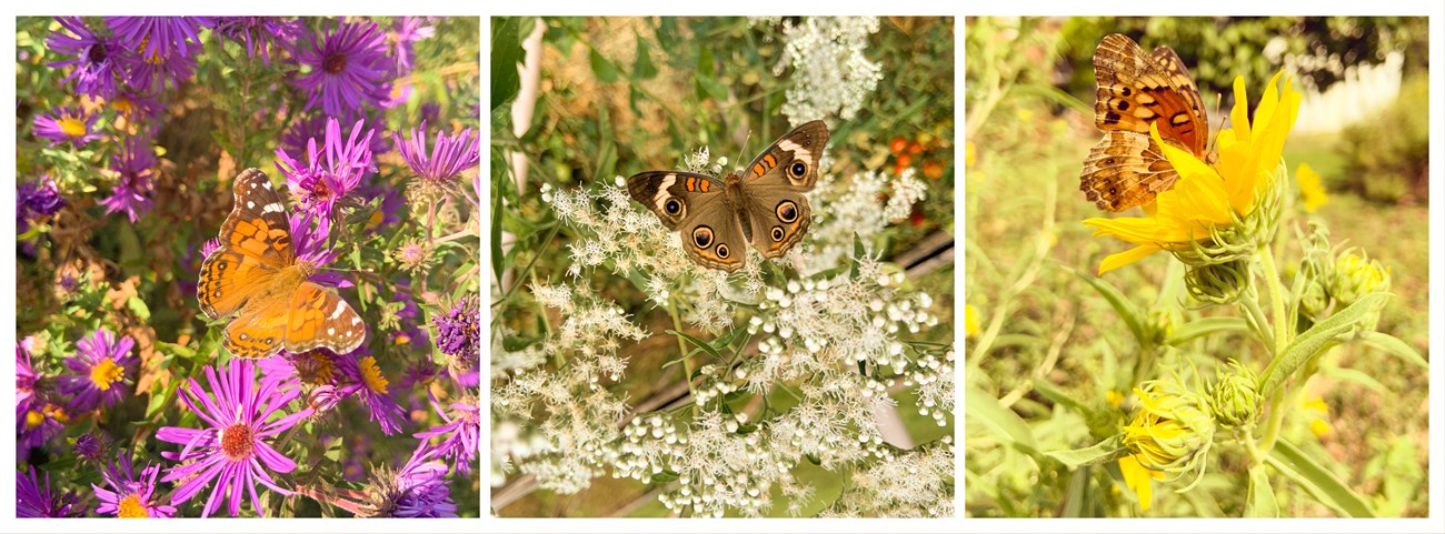 Three close ups of butterflies on native wildflowers, from left to right: American lady on New England aster; common buckeye on late boneset; variegated fritillary on maximilian sunflower