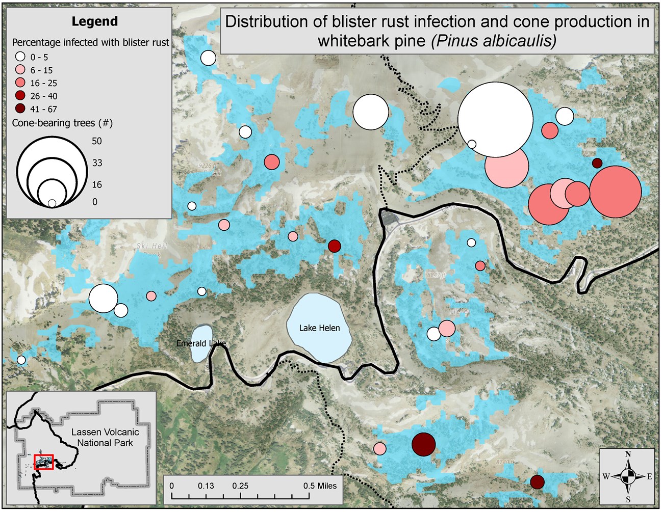 Map showing whitebark pine sampling sites with the highest blister rust infection and most cone-bearing trees, primarily in the northeast corner of Lassen Volcanic NP.
