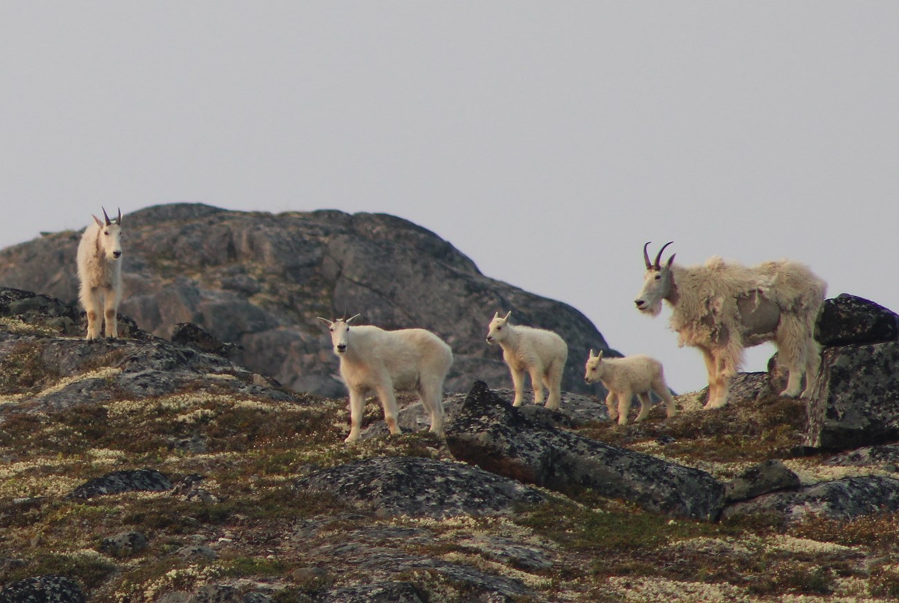 A mountain goat family.