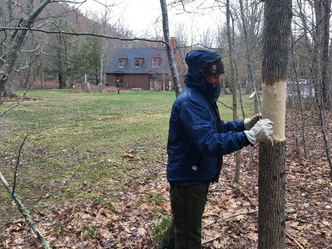 Person peeling bark off ash tree to set a trap