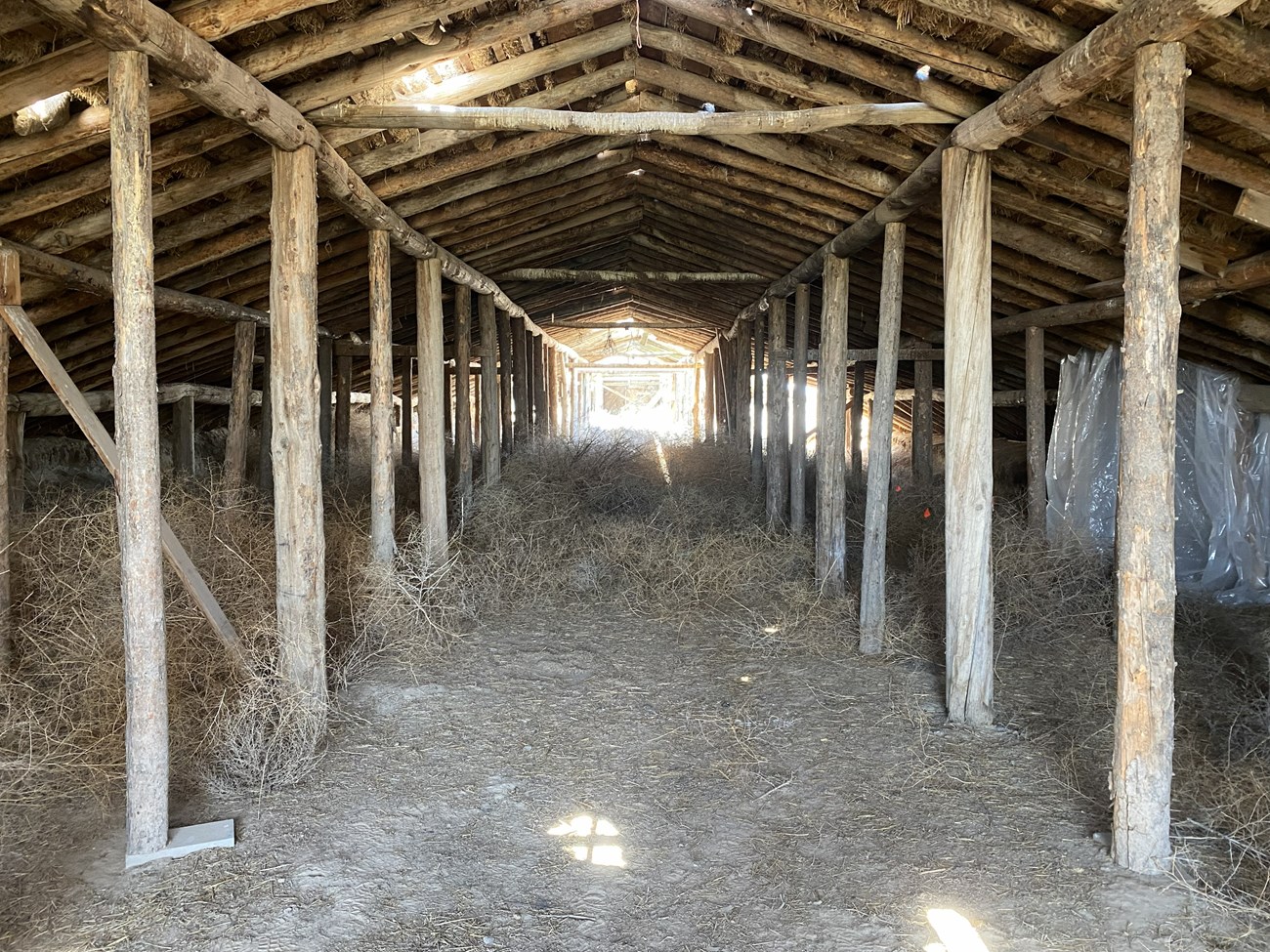 Interior of a long, wooden root cellar filled with scattered tumbleweeds and dry debris along the dirt floor.