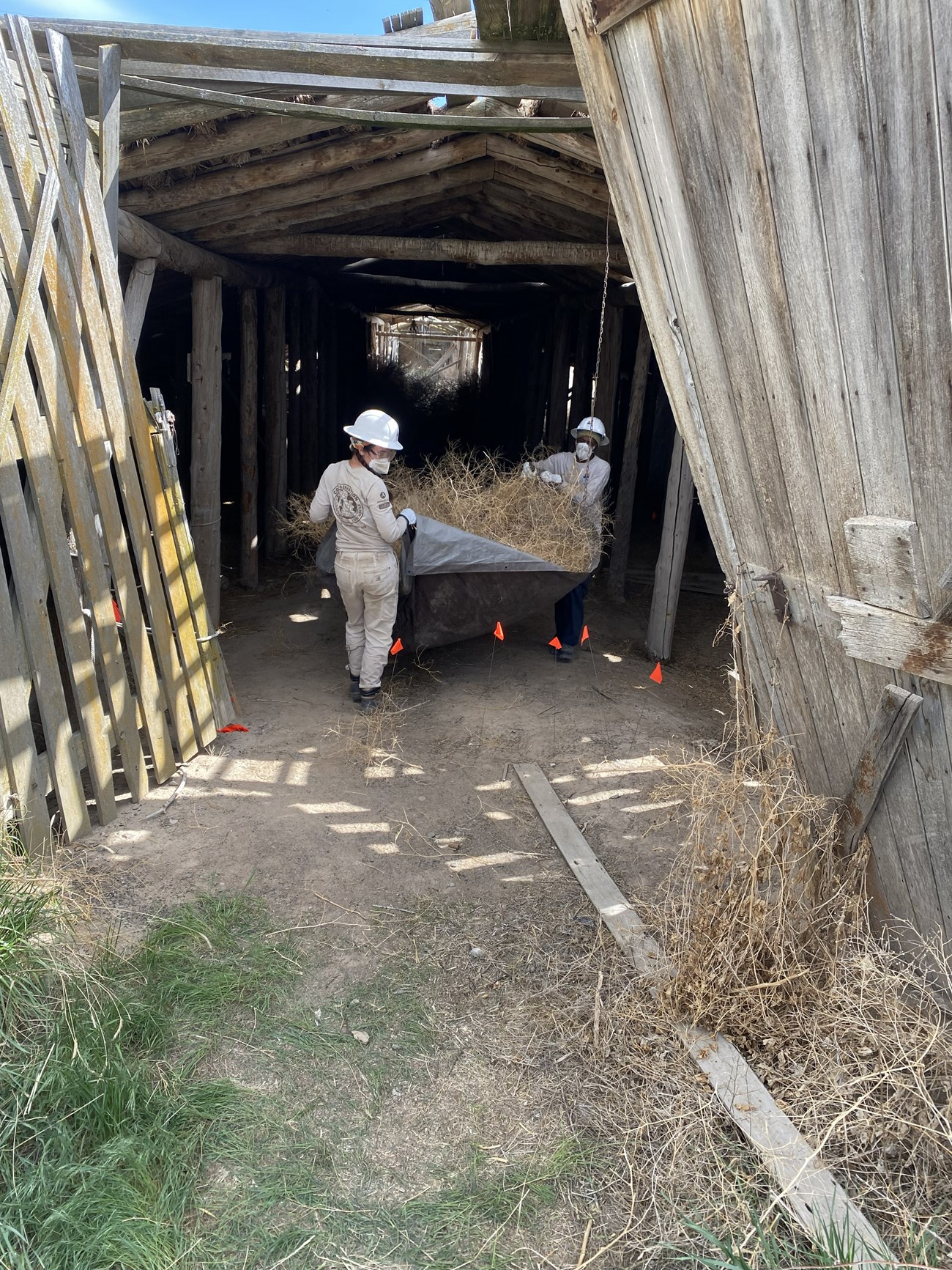 wo American Conservation Experience crew members, wearing hard hats and protective clothing, carry a tarp filled with tumbleweeds and debris out of a weathered wooden root cellar structure.