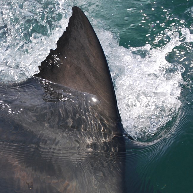 Data photo of a white shark dorsal fin cutting the surface of the water. The unique pattern on the trailing side of the fin is clear.