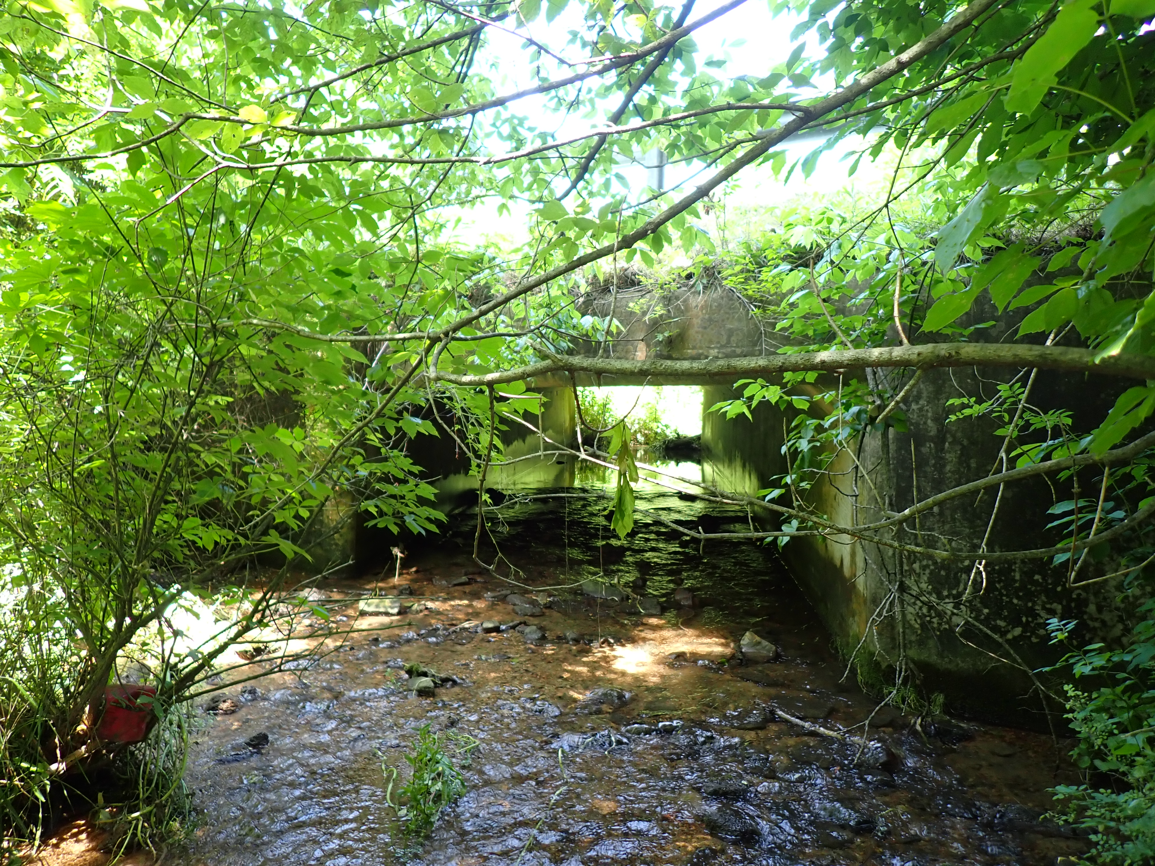 Leafy branches partially obscure a wide stream that runs under a concrete overpass.