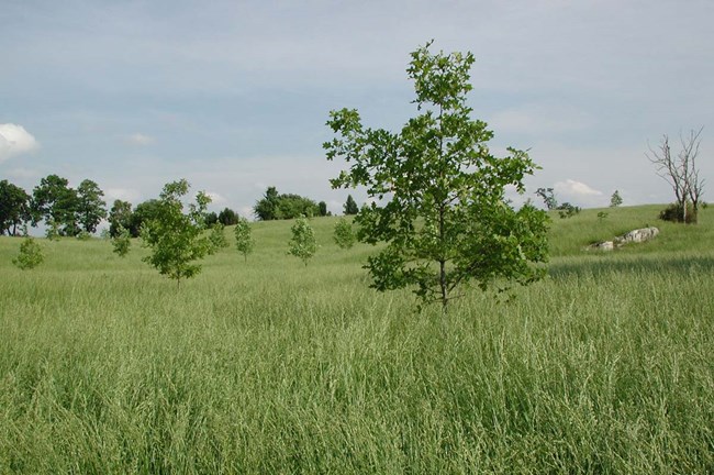 Grasslands at Antietam National Battlefield small oak saplings interspersed in a grassland
