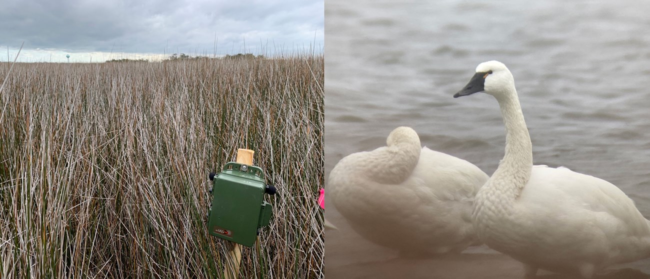 ARD and tundra swan at CAHA metal box on a post in marsh grass