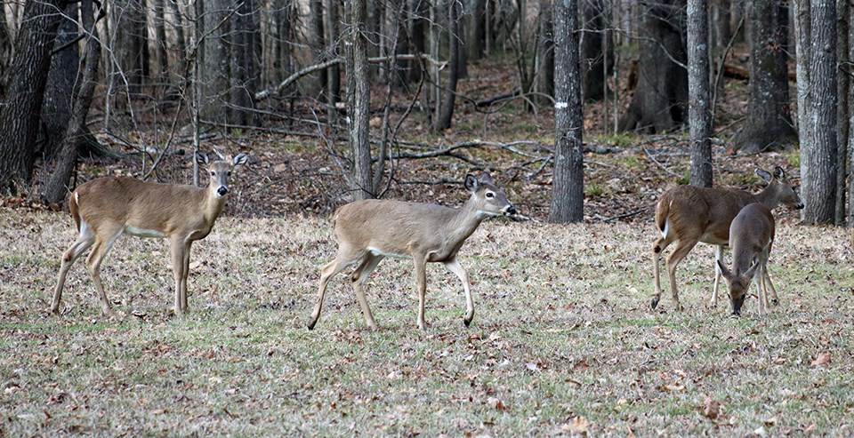 White-tailed deer Four deer standing in a grassy area covered in dried leaves next to a forest in late fall.