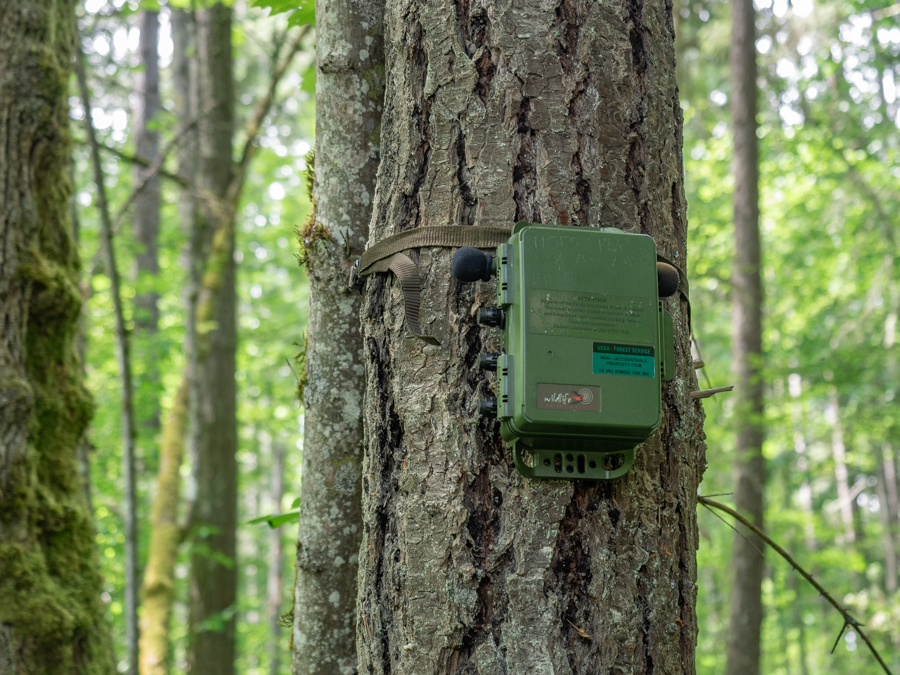 A green box with two foam microphones on each side strapped to a tree.