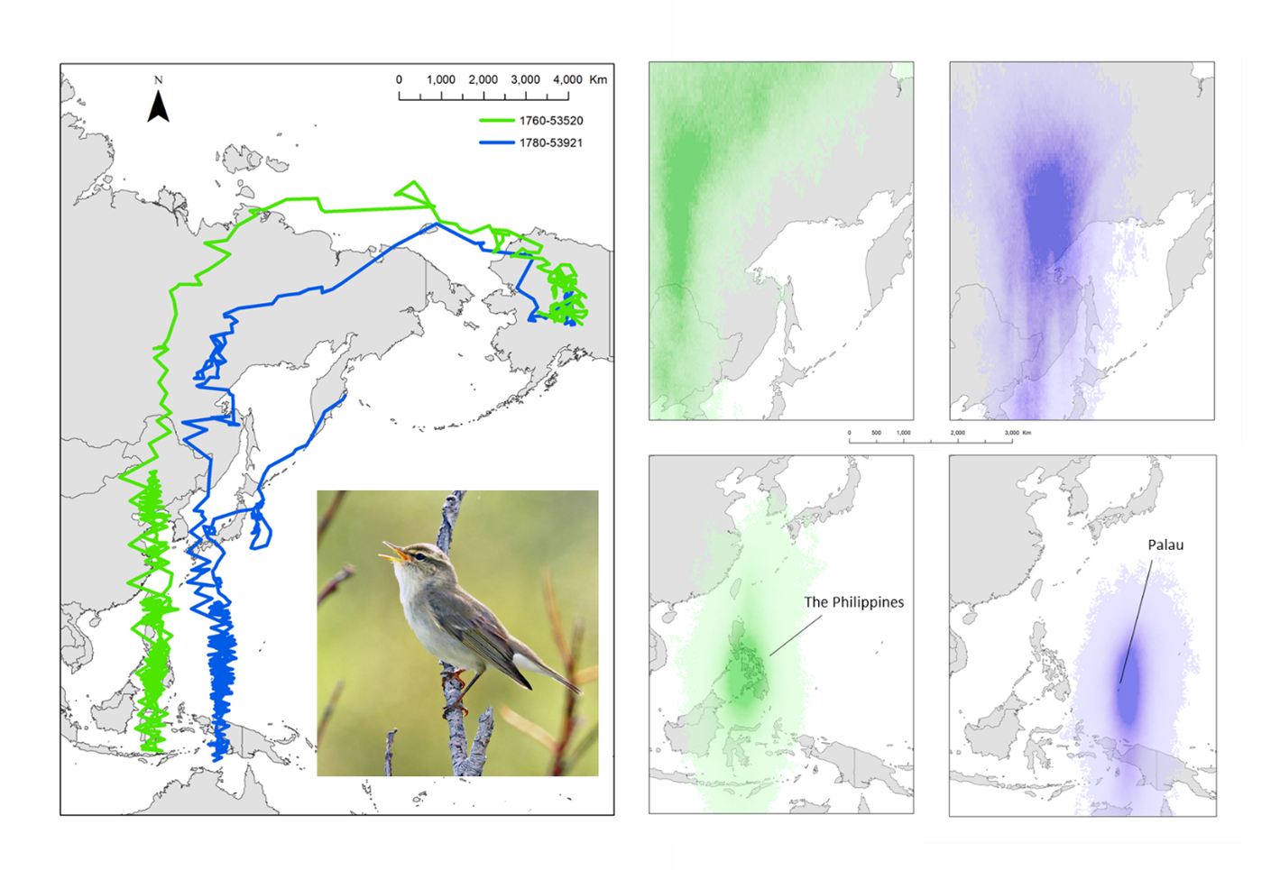 ARWA map v1 map of arctic warbler migration routes.