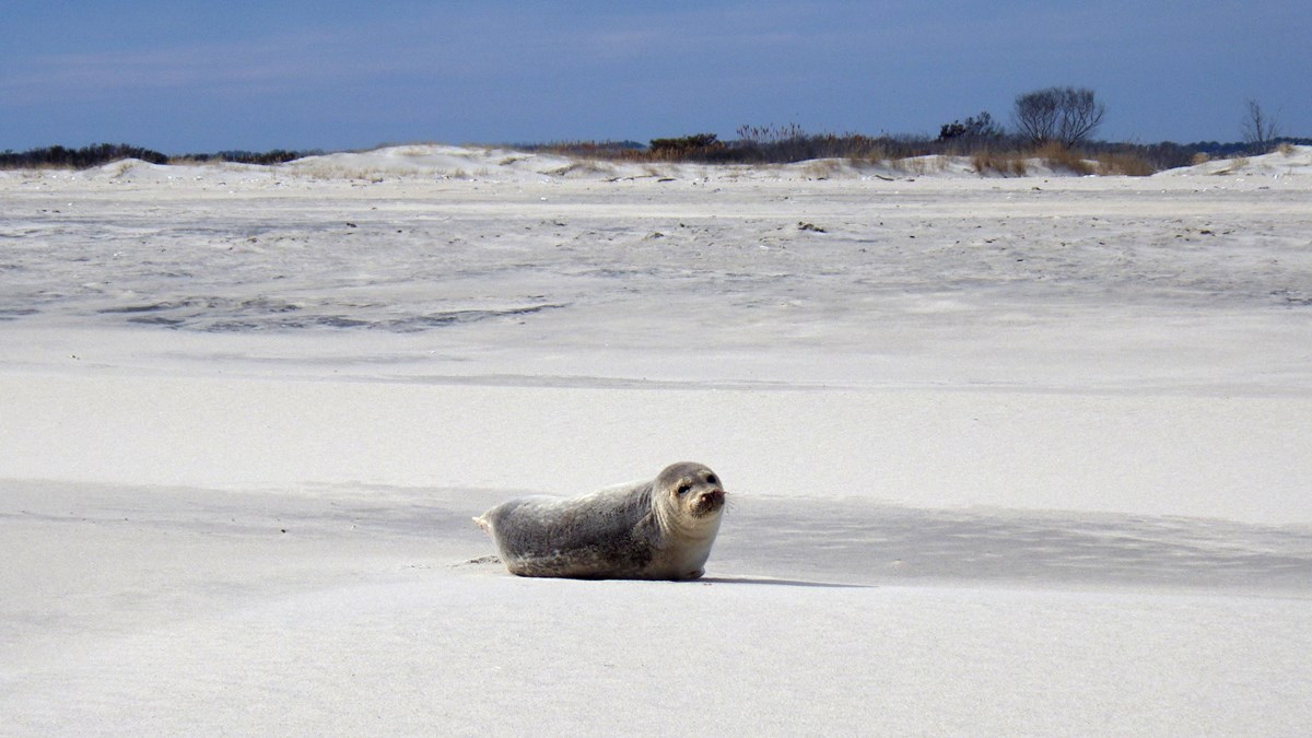 Seal sitting on a white sand beach