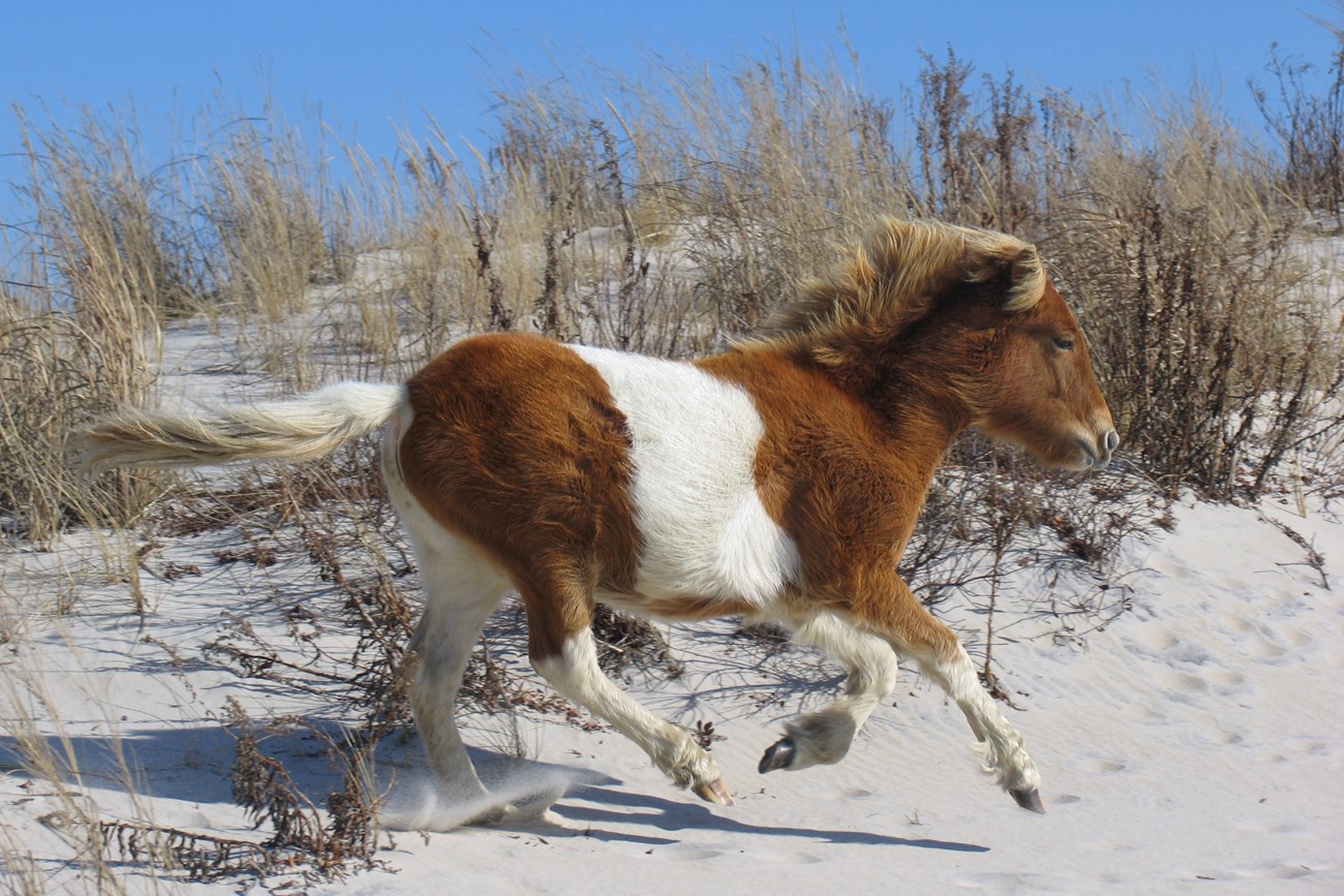 ASIS Wild Horse Brown and white horse running on a beach