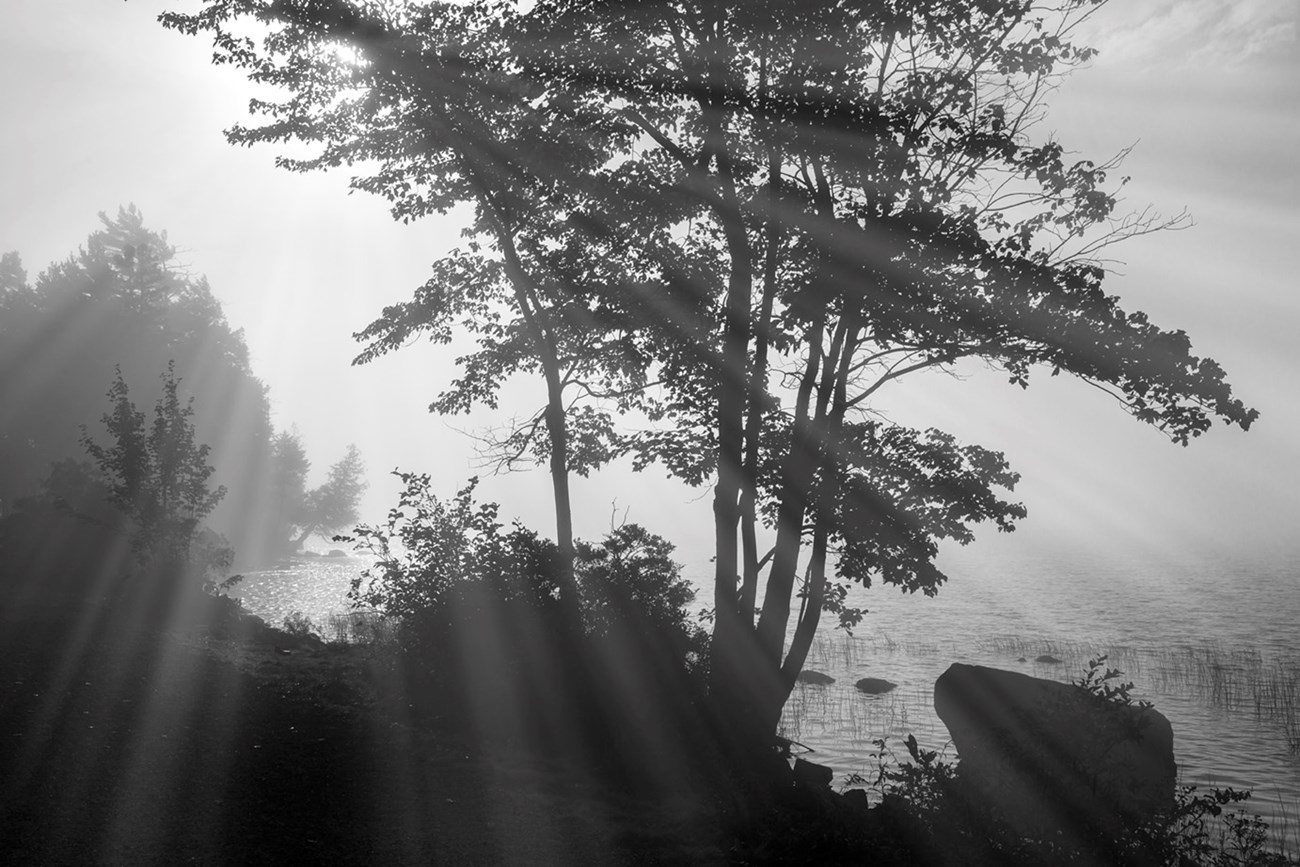 Black and white photograph of the silhouette of a large leafy tree in fog with light beams streaking through the branches Black and white photograph of the silhouette of a large leafy tree in fog with light beams streaking through the branches