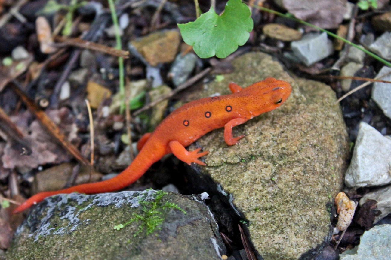 Juvenile eastern newt Juvenile eastern newt climbs rock