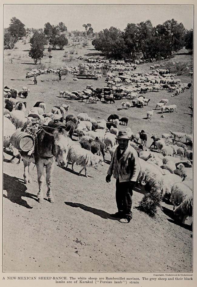 A herder stands next to a burro in front of a field of sheep