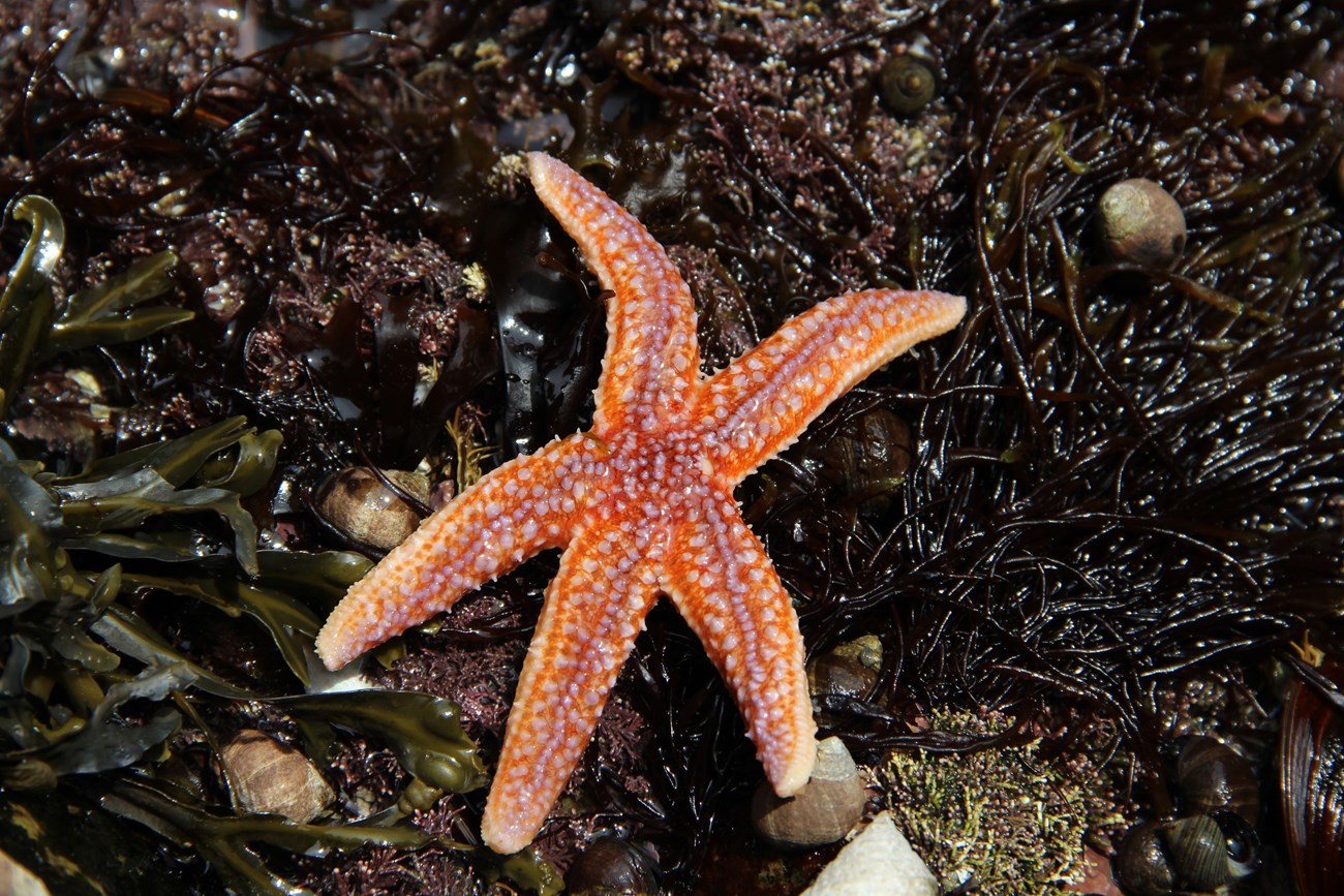 Reddish orange sea star on dark algae.