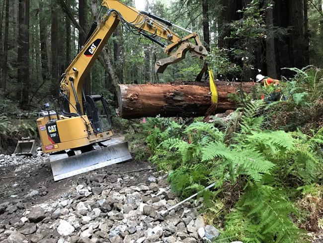 Crew using heavy machinery to pull a giant redwood log into the channel of Redwood Creek.