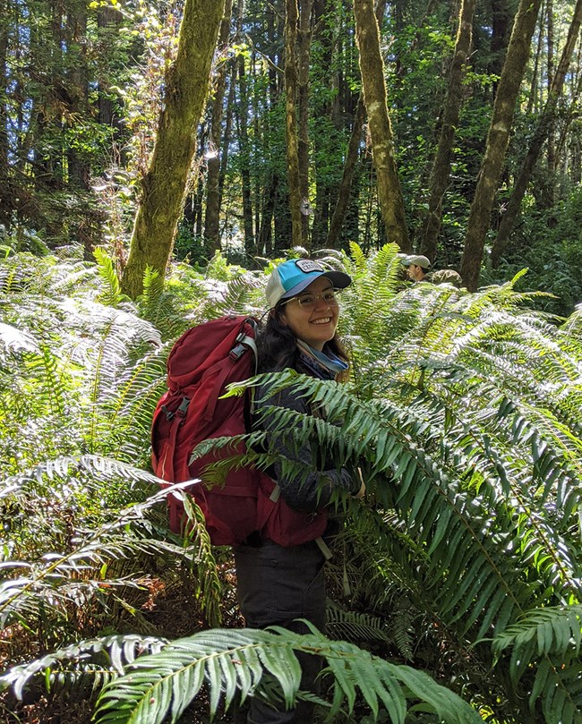 Young woman with daypack stands in ferns as tall as her head.