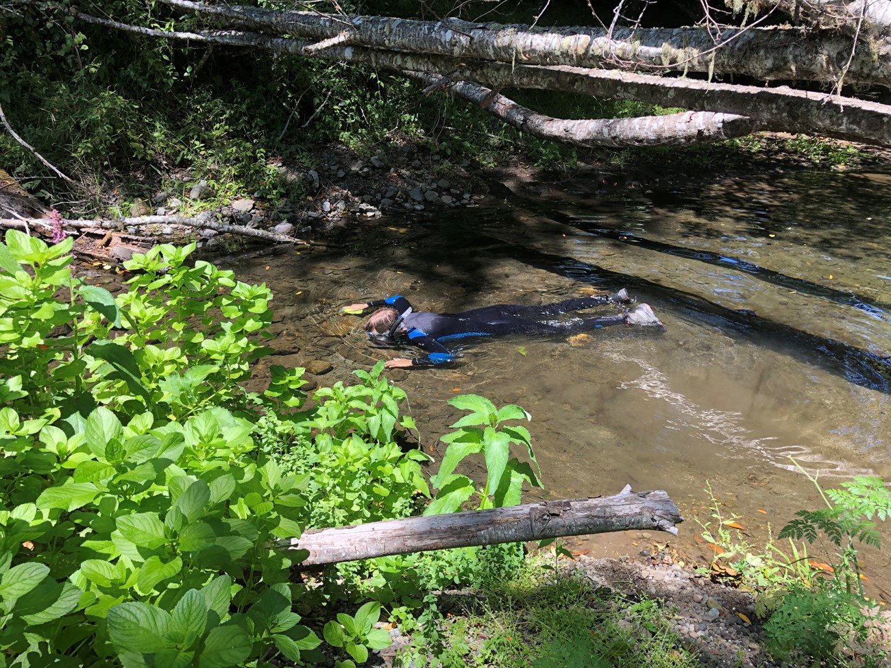 Person snorkeling in a shallow creek.