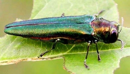 Adult beetle feeding on ash leaf