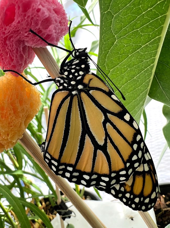 Monarch with folded wings perched on a colorful sponge